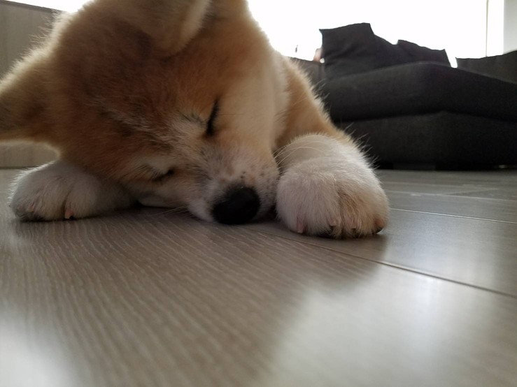 生後3カ月で18キロの秋田犬が「デカかわいい」と話題 どこまで大きく