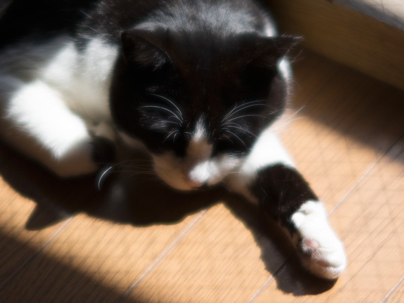 「ひだまりは幸せだな」（小林写函）