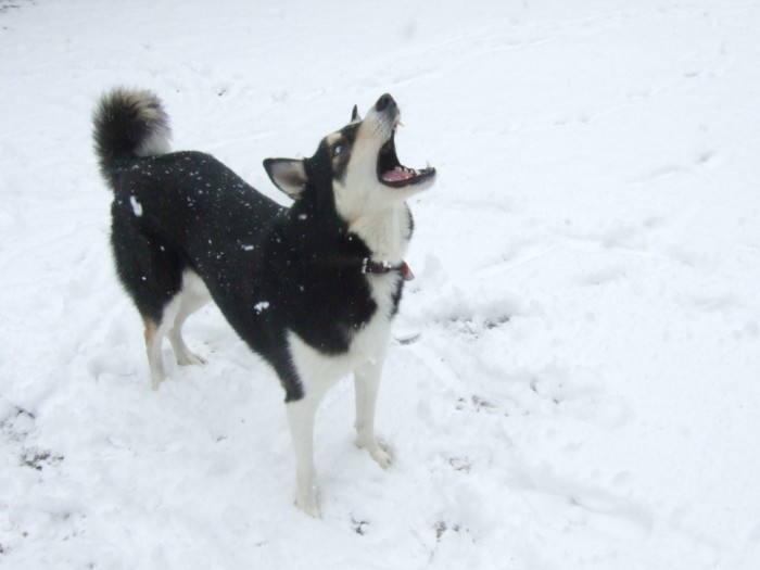 降ってくる雪を食べる人