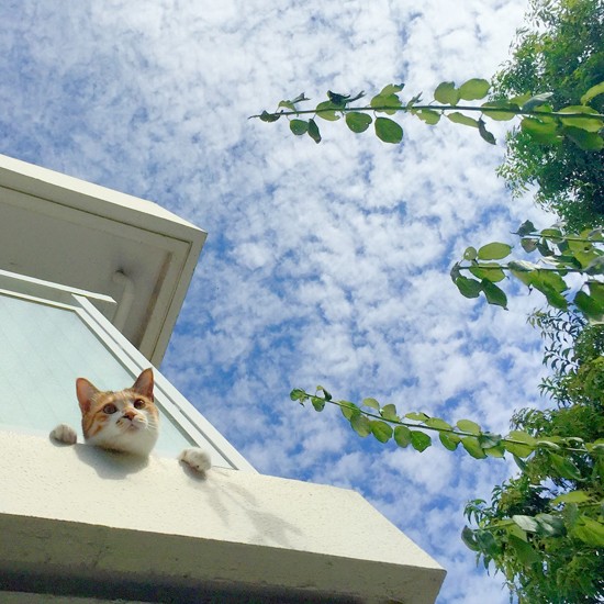 空を眺めるポチ実（山田さん提供）