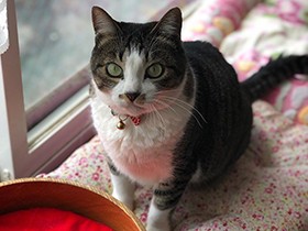 実はキジ猫だった「サバミ」　お腹をなでてもらうのが至福の時