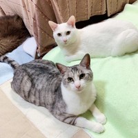 まったりタイムを過ごす（左から）センちゃん、テンちゃん（画像提供：M家猫沢山さん）