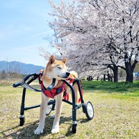 桜の木を背後にパシャリ！ ポカポカ陽気のなかを散歩するティーくん（画像提供：柴のティーさん）