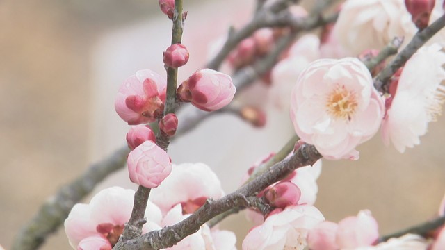 春の気配…高松市で梅の花が見頃に 寒さで1カ月ほど開花遅れる