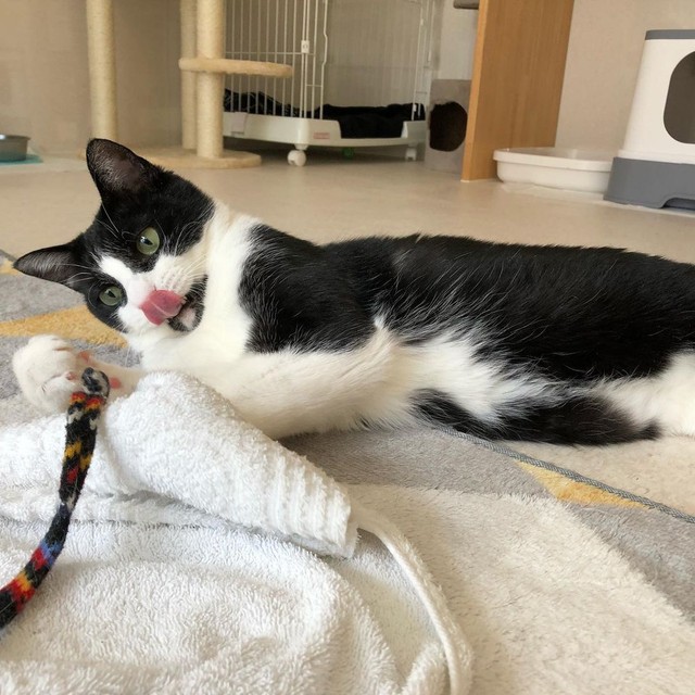 おもちゃも大好き