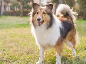 【アンケート募集】犬や猫とどう出会いましたか？　ペットを飼ってあなたに変化は？