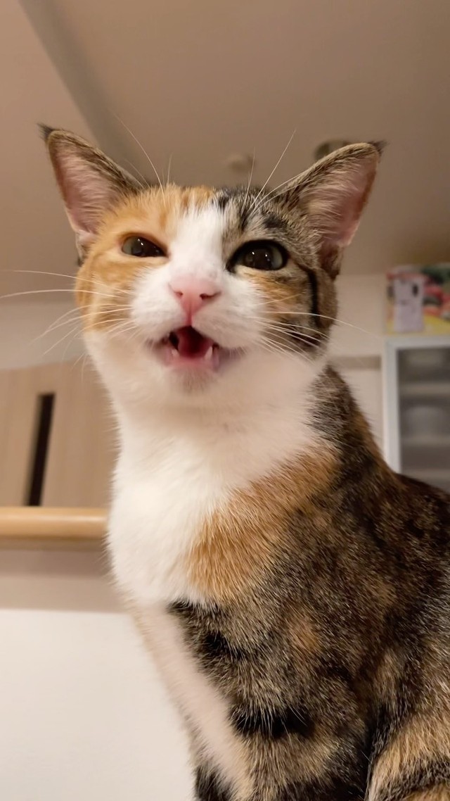 笑顔が可愛いイロハちゃん＝meifu_waさん提供