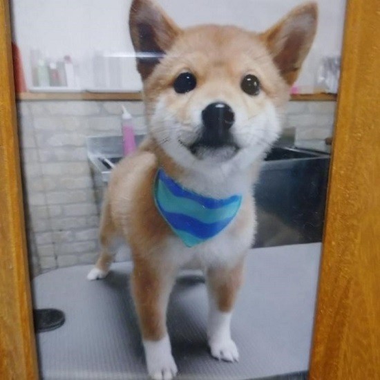 家にきたころの「ゆずひこ」