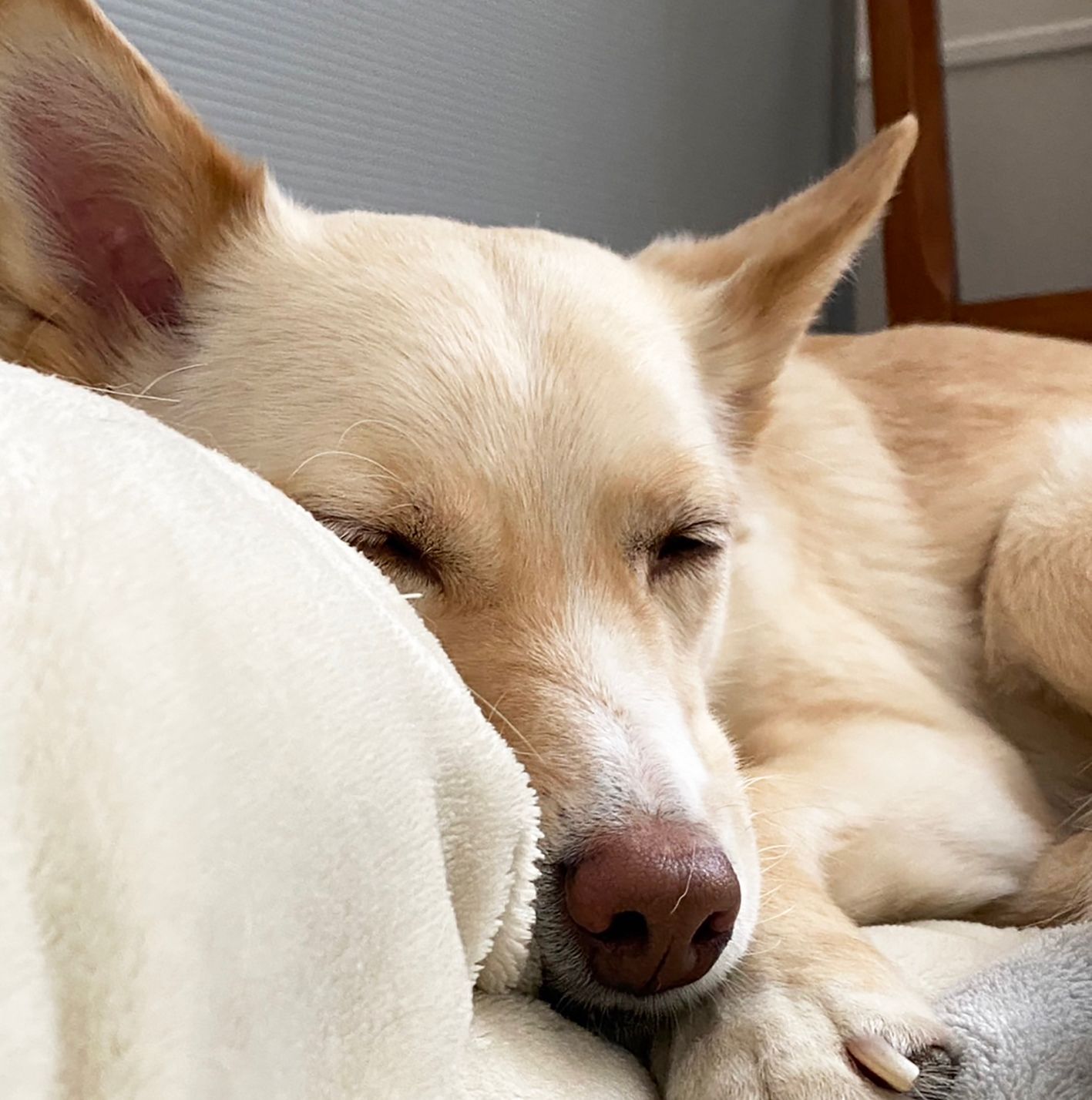 ケージの脇に布団を敷き話しかけ散歩へ 飼い主の愛情が届いた日、保護犬は初めて尻尾を振った 「怖いときは私の足の間に隠れてくれます」｜まいどなニュース