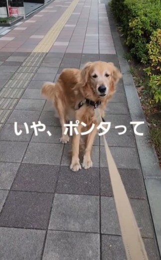 後ずさりをするこうたくん（こうたくんの飼い主さん提供、Instagramよりキャプチャ撮影）