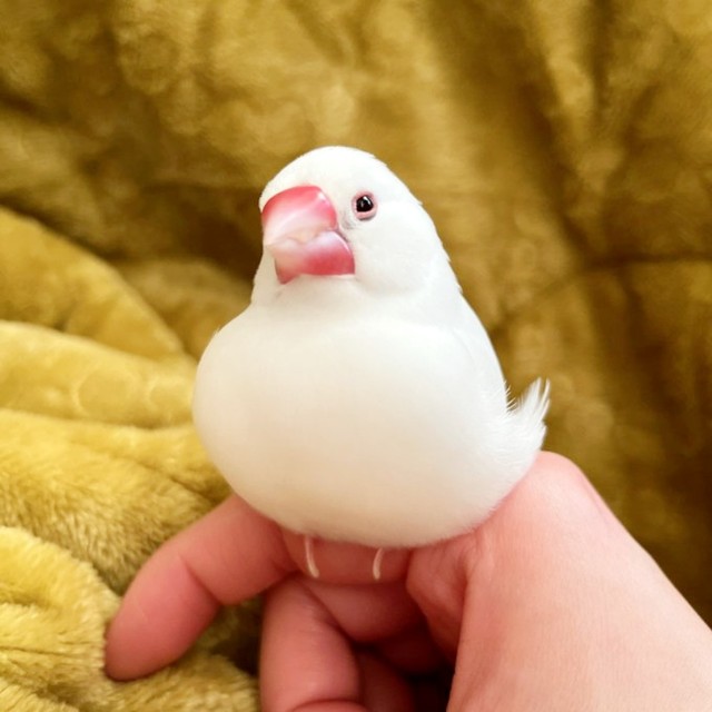 もちもちのお餅のように真っ白でふっくらしている御米ちゃん（画像提供：白 御米と御萩さん）