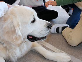 犬と触れあい、あっという間に仲良しに　栃木の小１、命の授業