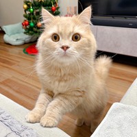 おやつの引き出しを開けたらーーすかさずやって来た3歳の誕生日を迎えたつきみくん（画像提供：つきみねこさん）