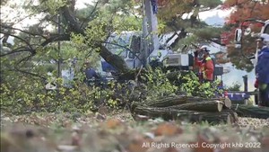 倒木の恐れがあった高さ２０メートルの木　伐採終了　仙台・西公園