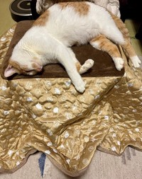 こたつのぬくもりを楽しんだ冬