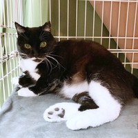 保護時4歳、1年かけて保護したママちゃん（画像提供：うにねこさん）