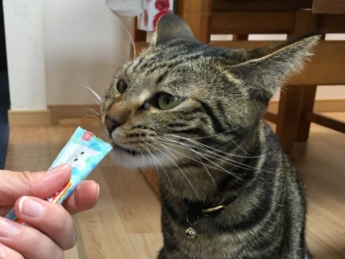 お兄ちゃんと同じく、これが好き