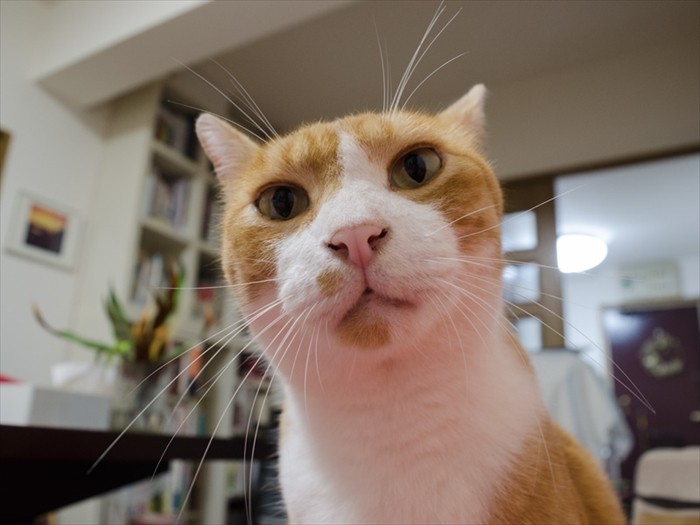 「そこで寝てないで背中をかいて」（小林写函撮影）