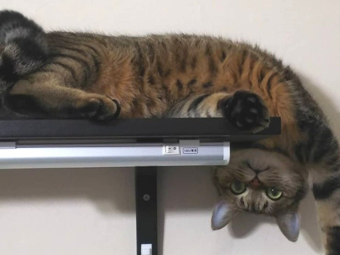 家の中でのんびりくつろぐつむぎちゃん