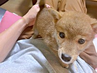 生後3カ月のとき、飼い主さんのおうちに迎えられた琴ちゃん（画像提供：Yastinさん）
