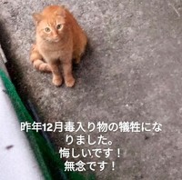 昨年12月、毒入りの物を食べて犠牲になった茶トラ猫（「nekono_sekai 」さん提供、Instagramよりキャプチャ撮影）