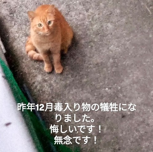 昨年12月、毒入りの物を食べて犠牲になった茶トラ猫（「nekono_sekai 」さん提供、Instagramよりキャプチャ撮影）
