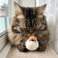 お気に入りのスズメさん（「マンチカンのアーサー」さん提供）