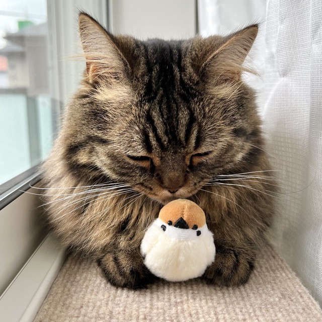 お気に入りのスズメさん（「マンチカンのアーサー」さん提供）