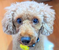 飼い主夫婦が離婚したことで行き場を失ったワンコ、ジンジャー