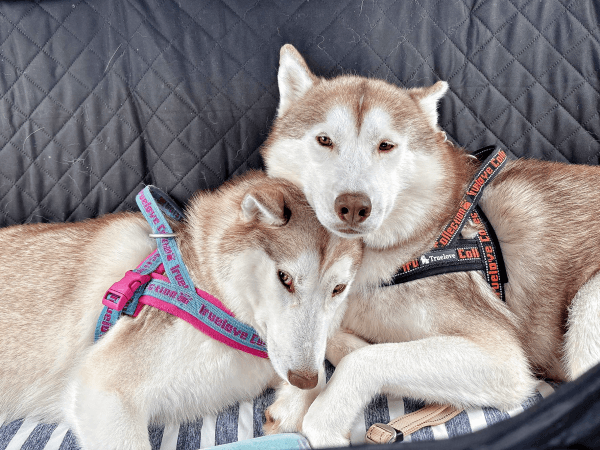 車内で寄り添う（左から）アイリスちゃん、ナイトくん（画像提供：アイリス＆ナイト父娘さん）