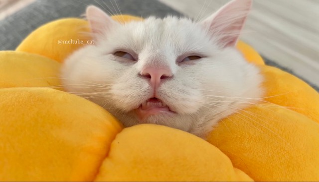 気持ちよく熟睡していただけ＝めるちょとまおまおさん（@meltube_cat）提供