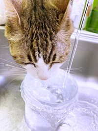 “滝行飲み”をしたのは1回きり。今はきちんと蛇口の水を避けて飲んでいます（画像提供：@Mke_nekodakuさん）