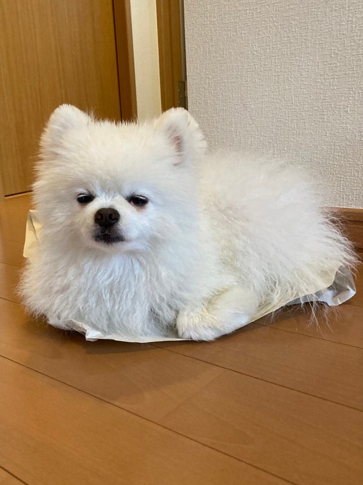 洗われちゃったらこの表情（提供：タレ目の犬(ポメラニアン)さん）