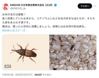 大日本除虫菊の公式X「長く保管していたお米から、コクゾウムシなどお米大好きな虫たちが、そろそろ姿をあらわす頃です」（スクリーンショット）