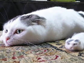 まるでお餅！　ぐでぐでの脱力猫、背中には「愛の印」も