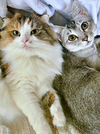 仲良く寄り添ってくつろぐ（左から）こむぎちゃん、てぃぴちゃん（画像提供：夫と猫。嫁による観察日記さん）