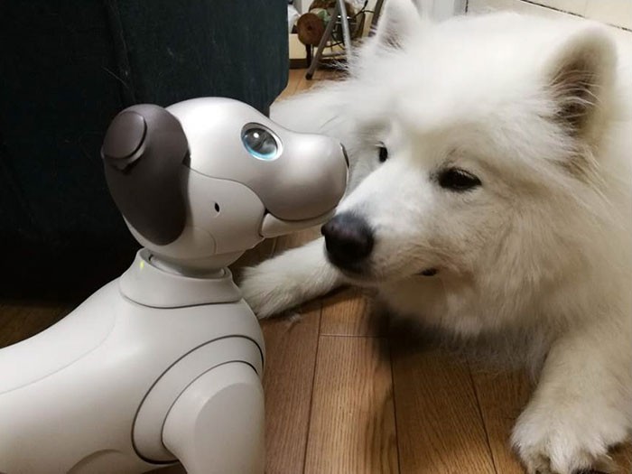 アイボとサモエド＝ソニー提供