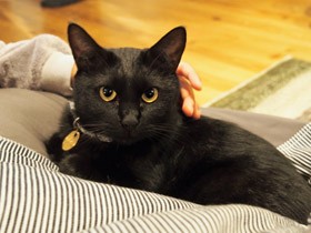 脱走から１週間「お帰り、黒猫ショコラ」　いてくれる幸せと人の優しさを感じるお正月