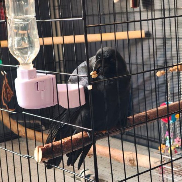 器用にご飯を一気に二個食べるナミちゃん（提供：霙色🐝さん）