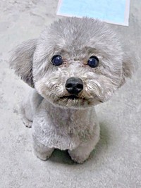 ハーブパック後、ふわふわになったあたりちゃん（画像提供：もふもふあたりさん）