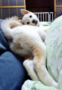 「私の寝相、驚きまちた？」（画像提供：白柴米子（こめこ）さん）