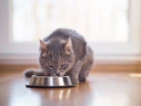 猫の慢性腎臓病　食事療法は獣医師の処方が大原則