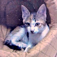 生後3カ月のころ、おうちに迎えられたトビ子ちゃん（画像提供：tobi8/8さん）