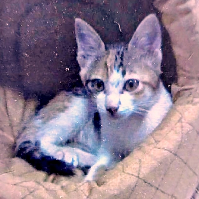 生後3カ月のころ、おうちに迎えられたトビ子ちゃん（画像提供：tobi8/8さん）