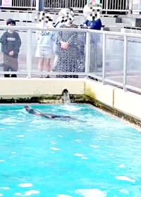 仰向けで後方へ移動するコエルちゃん（画像提供：Suunoさん）