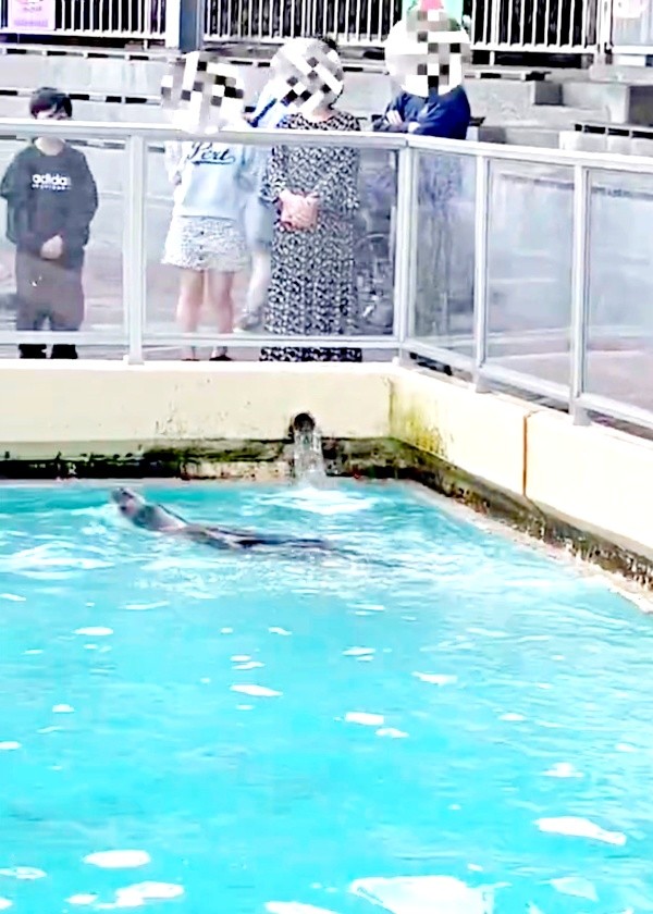 仰向けで後方へ移動するコエルちゃん（画像提供：Suunoさん）