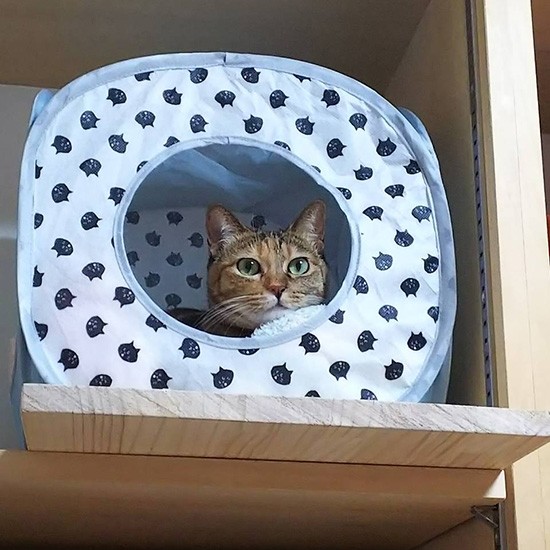 新たなキャットテントにいちばん乗り（由美さん提供）
