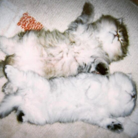 家にきたころの「モカ」