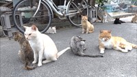 野良猫が増えすぎ島民が困惑…猫約200匹を捕獲、不妊・去勢の手術へ　香川・豊島