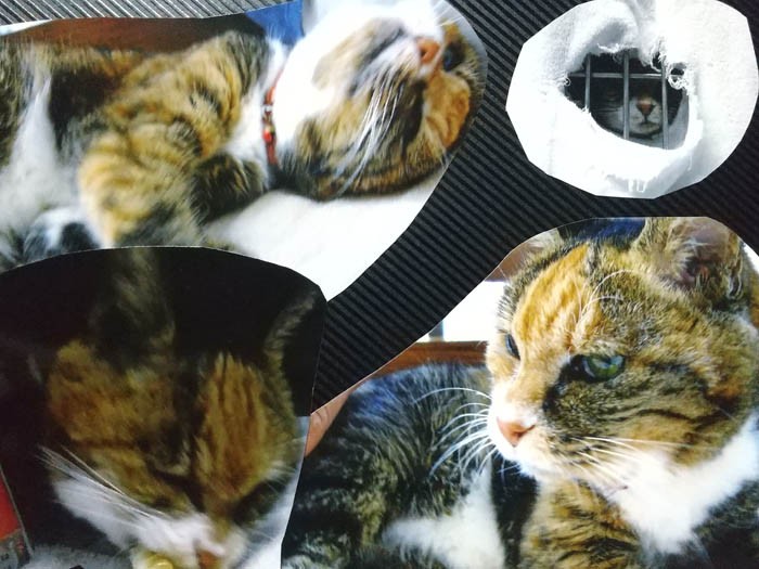 病院猫の、ちー。食べてもらうため懸命に工夫した、忘れられない猫だ（高橋さん提供）